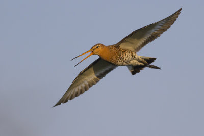 Grutto / Black-tailed Godwit