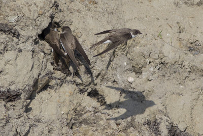 Oeverzwaluwen / Sand Martins