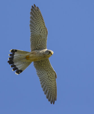 Torenvalk / Common Kestrel
