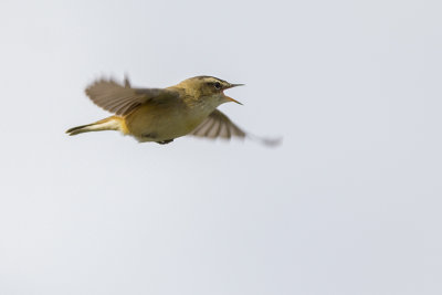 Rietzanger / Sedge Warbler