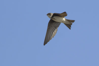 Oeverzwaluw / Sand Martin