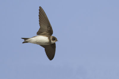 Oeverzwaluw / Sand Martin
