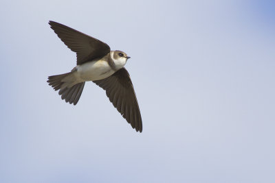 Oeverzwaluw / Sand Martin