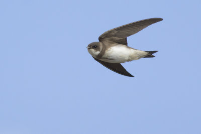 Oeverzwaluw / Sand Martin