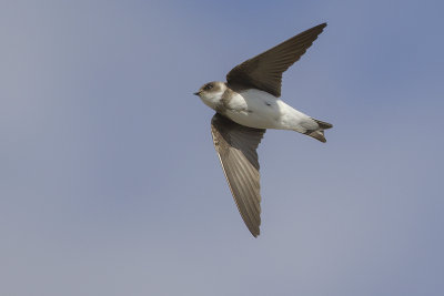 Oeverzwaluw / Sand Martin