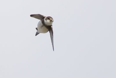 Oeverzwaluw / Sand Martin