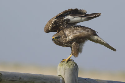 Buizerd / Common Buzzard
