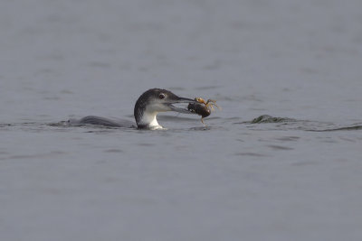 eerste-zomer IJsduiker / first-summer Great Northern Diver