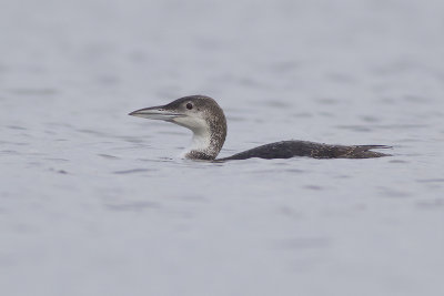 eerste-zomer IJsduiker / first-summer Great Northern Diver