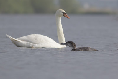 eerste-zomer IJsduiker en Knobbelzwaan / first-summer Great Northern Diver and Mute Swan