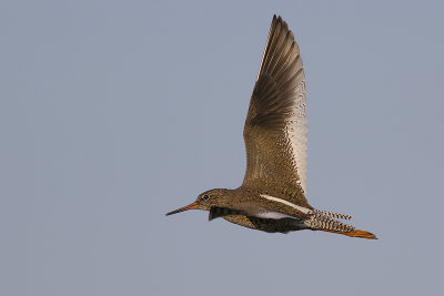 Tureluur / Common Redshank