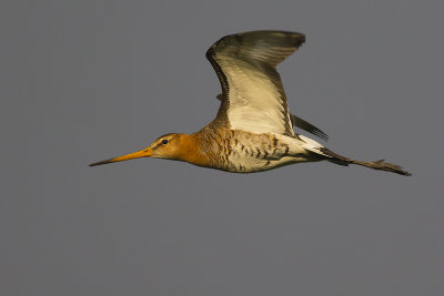 Grutto / Black-tailed Godwit