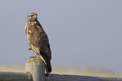 Buizerd / Common Buzzard