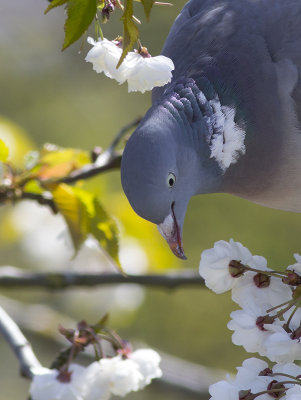 Houtduif / Wood Pigeon