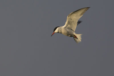 Visdief / Common Tern