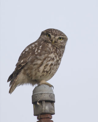 Steenuil / Little Owl