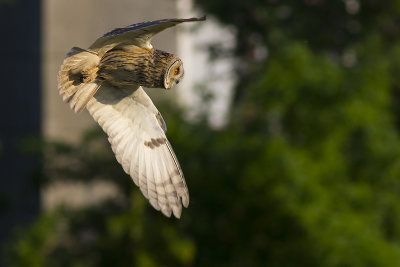 Ransuil / Long-eared Owl