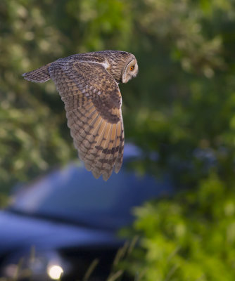 Ransuil / Long-eared Owl