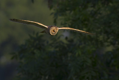 Ransuil / Long-eared Owl