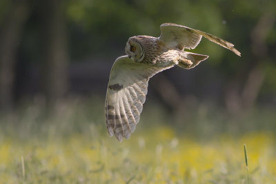 Ransuil / Long-eared Owl