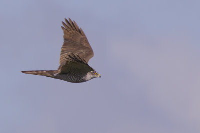 Havik / Northern Goshawk
