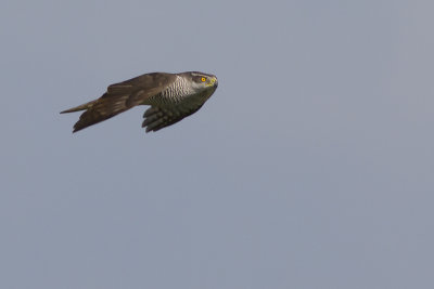Havik / Northern Goshawk