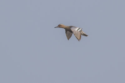 Zomertaling / Garganey