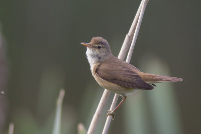 Kleine Karekiet / Reed Warbler