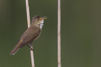Kleine Karekiet / Reed Warbler