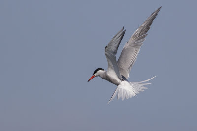 Visdief / Common Tern