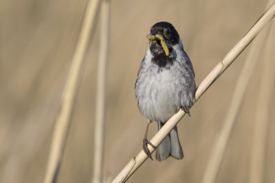 Rietgors / Reed Bunting