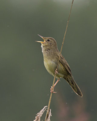 Sprinkhaanzanger / Grasshopper Warbler