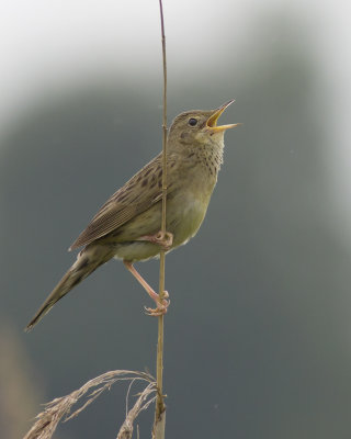 Sprinkhaanzanger / Grasshopper Warbler