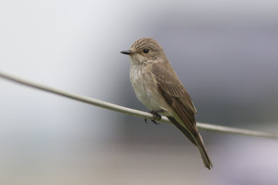 Grauwe Vliegenvanger / Spotted Flycatcher