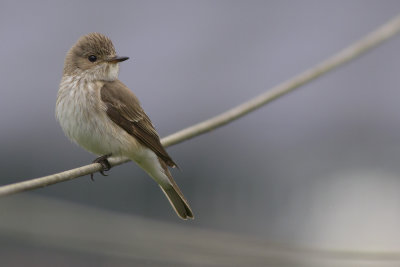 Grauwe Vliegenvanger / Spotted Flycatcher