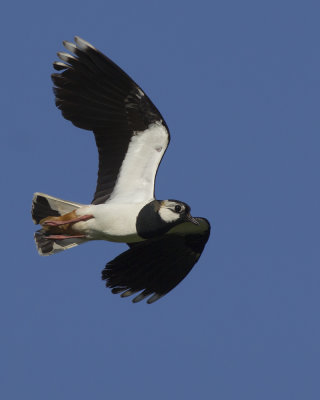 Kievit / Northern Lapwing (click on size 'original' - see below)