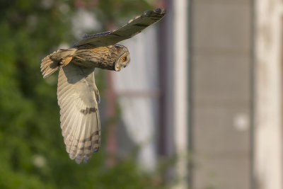 Ransuil / Long-eared Owl