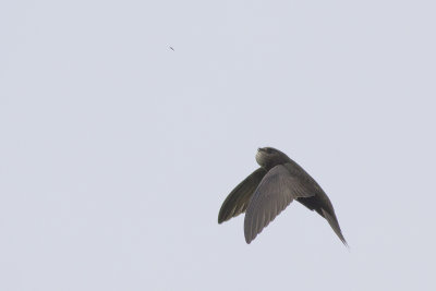 Gierzwaluw / Common Swift