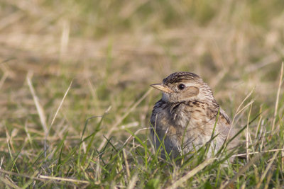 Veldleeuwerik / Sky Lark