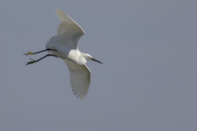 Kleine Zilverreiger / Little Egret