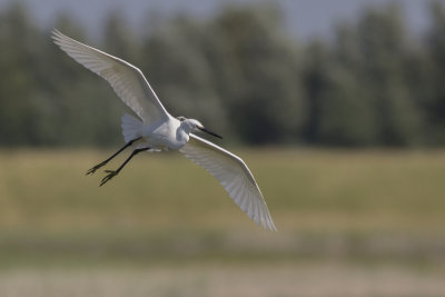 Kleine Zilverreiger / Little Egret