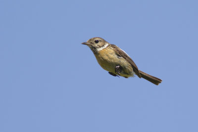 Roodborsttapuit / European Stonechat