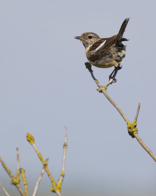Roodborsttapuit / European Stonechat