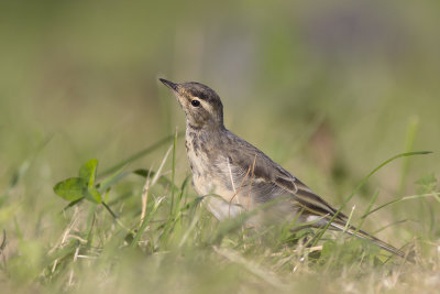 Gele Kwikstaart / Yellow Wagtail