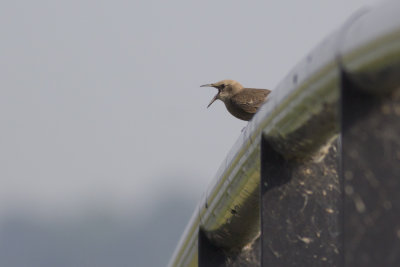 Spreeuw op brug / Common Starling on bridge