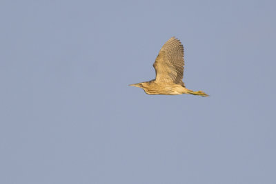 Roerdomp / Great Bittern