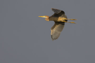 Purperreiger / Purple Heron
