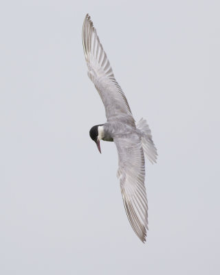 Witwangstern / Whiskered Tern 