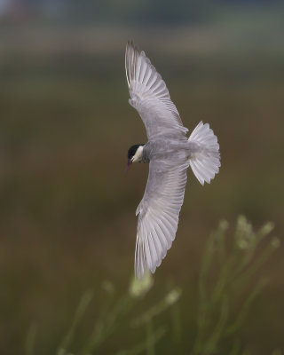 Witwangstern / Whiskered Tern 