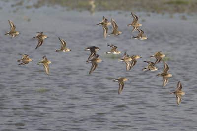 Kleine Strandlopers / Little Stints